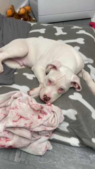 American Bulldog Puppy in Birmingham
