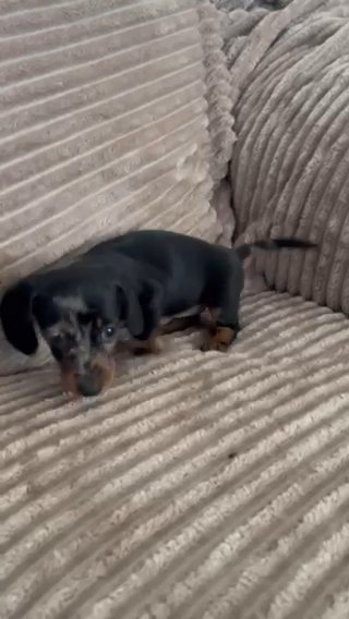 MINIATURE DACHSHUND FEMALE in West Lancashire
