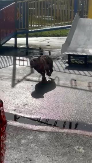 Brittish Bulldog in Liverpool