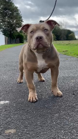 Rare Lilac Tri Pocket Bully in Birmingham