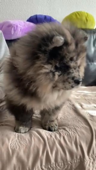 Merle Boy Chow Chow in Sheffield
