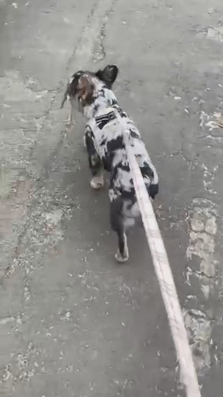 Visual Fluffy Merle Boy in Staffordshire