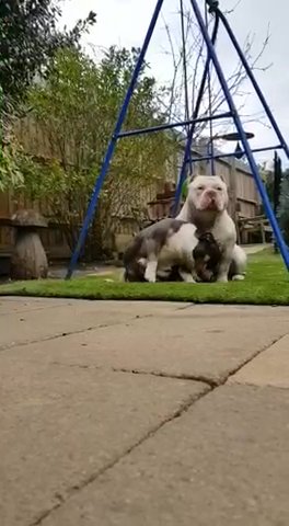 American Bully Pocket Female For Sale in Luton