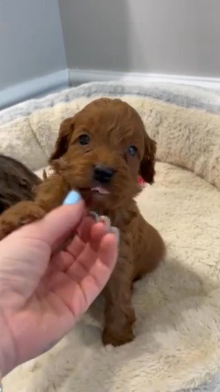 F1 cockapoo puppies in North East Derbyshire