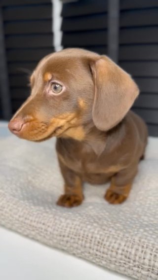 1 Stunning KC Reg Mini dach Boy Ready To Go! in Birmingham