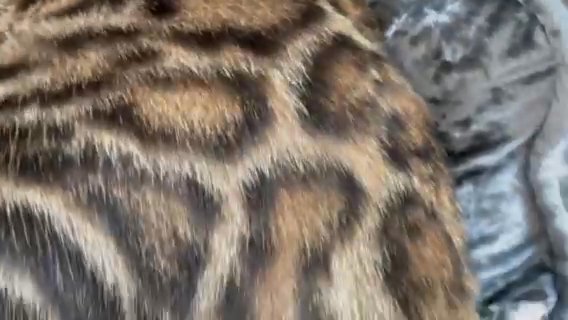 ❤️Gone Glitter Pedigree Tica reg bengal girl? in Birmingham
