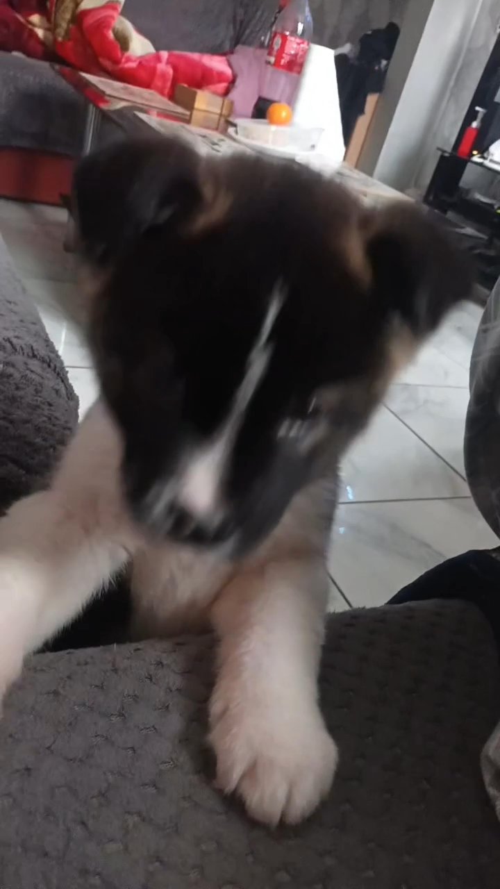 American Akita puppies in Birmingham