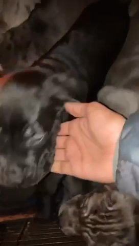 Merle Cane Corso Puppies in Birmingham
