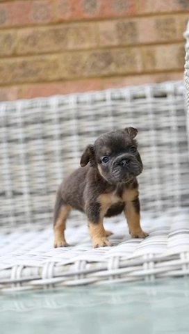 Big Rope Fluffy French Bulldogs in London