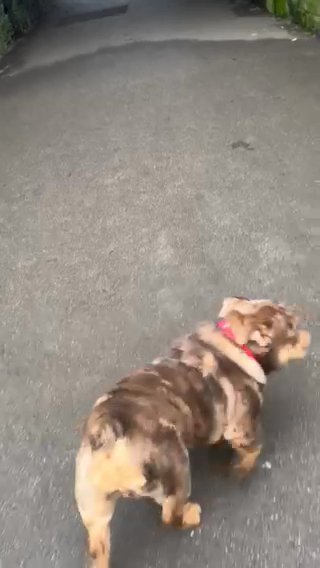 English Bulldog in Liverpool