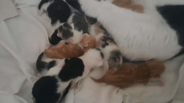 kittens in London