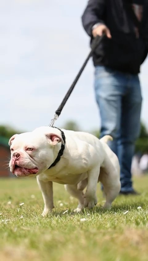 Pocket bully male entact in Surrey Heath