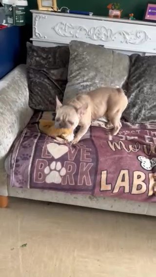 French Bulldog in Colchester