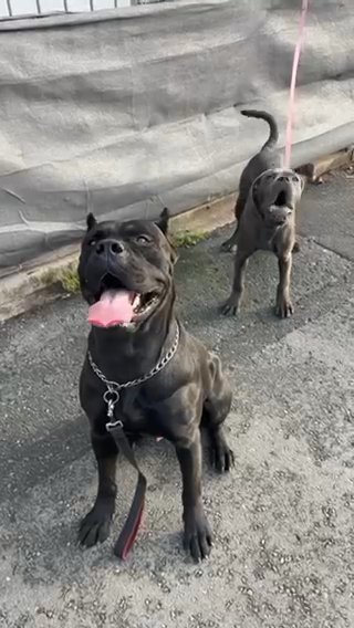 Cane Corso Pup in Manchester