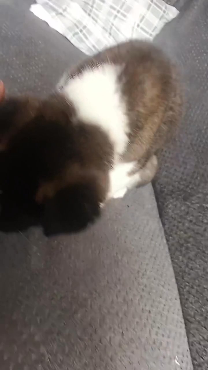 American Akita puppy ? in Birmingham