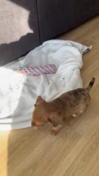 Miniature Dachshund in Kingston upon Hull