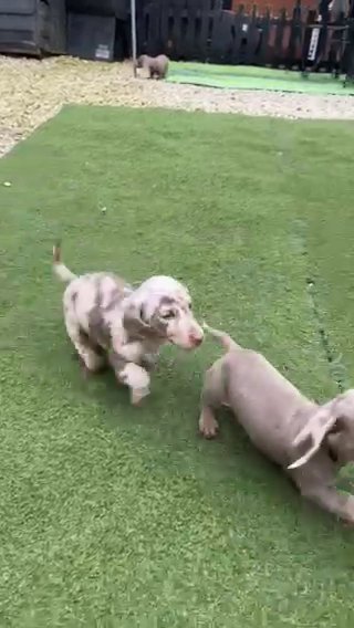 Mini Dachshund 1 Female Isabella Available in Birmingham