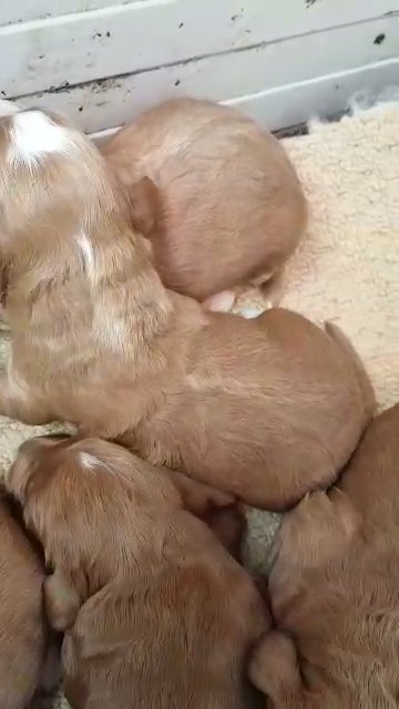 cockerpoos for sale boys and girls in North East Lincolnshire