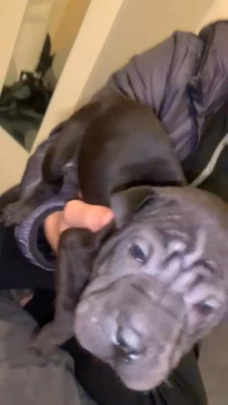 Sharpei Pup in Bradford