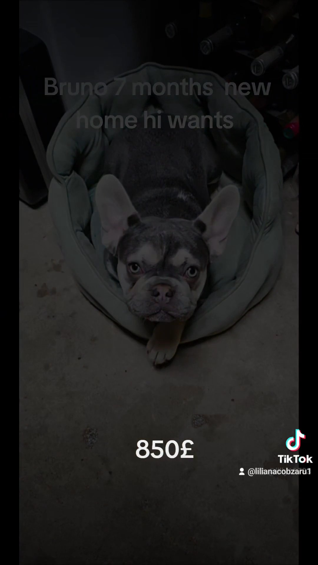French bulldog in Wolverhampton