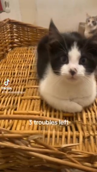 MAINE COON POLYDACTL For Sale in Gloucester