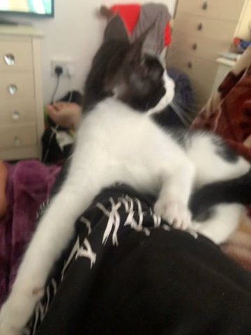 Male Maine Coon For Sale in Gloucester