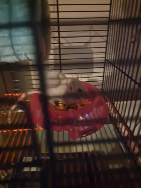 baby rats in Oldham