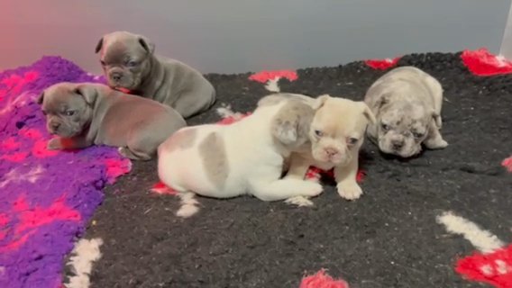 French bulldog Pups Ready Now in North East Lincolnshire