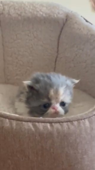 GCCF registered Persian Kittens ALL SOLD in Berkshire