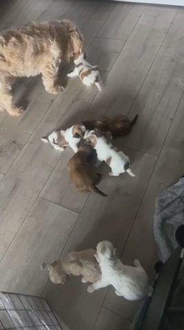 Lhasa Apso Puppies Looking For There Forever Homes in Wigan