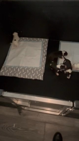 English Bullterrier Pups   1 Girl Left in London
