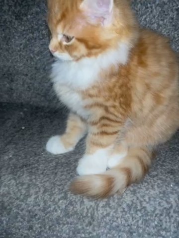 Kitten in Nottingham