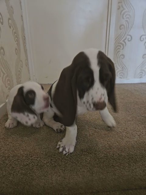 Bassett/dashhound in County Durham