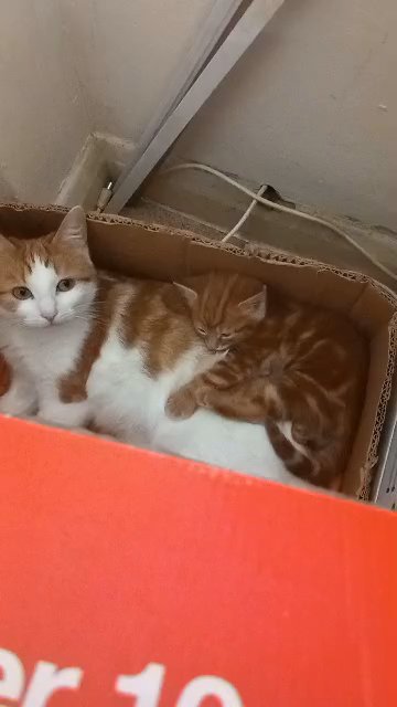 A very beautiful ginger kitten boy for sale, 9 weeks old. in London