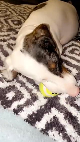 Miniature Daschund in Staffordshire