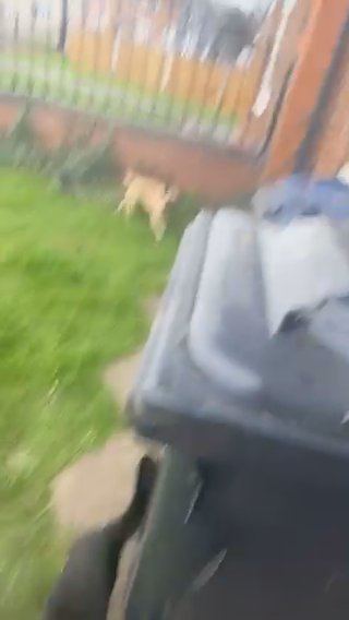 2 Cats For Sale in Birmingham