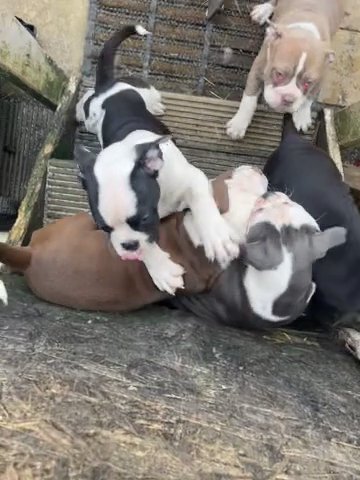 Pure Olde English Bulldogs in London