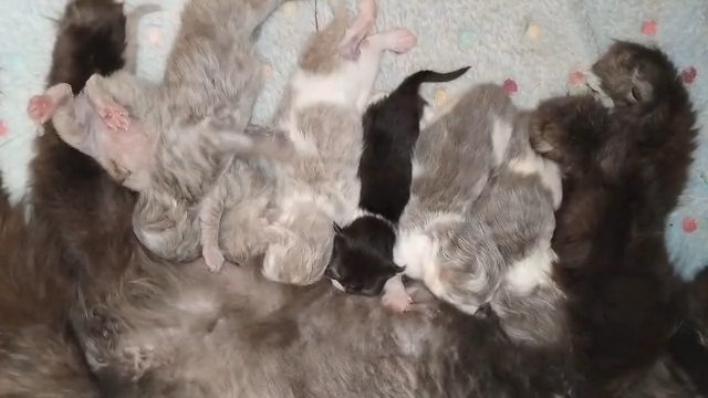 Persian & exotic kittens in Cardiff