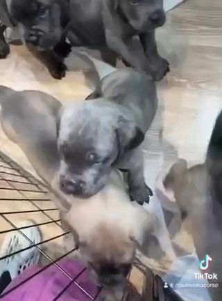 Cane Corso Puppies in Liverpool