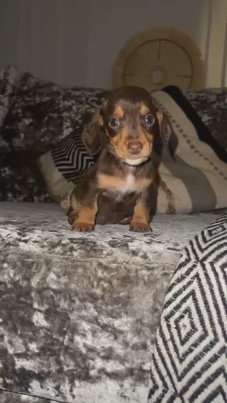 Miniature Dachshunds in Liverpool