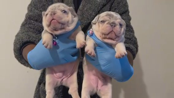 French Bulldog Puppies in Hastings