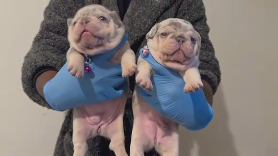 French Bulldog Puppies in Hastings