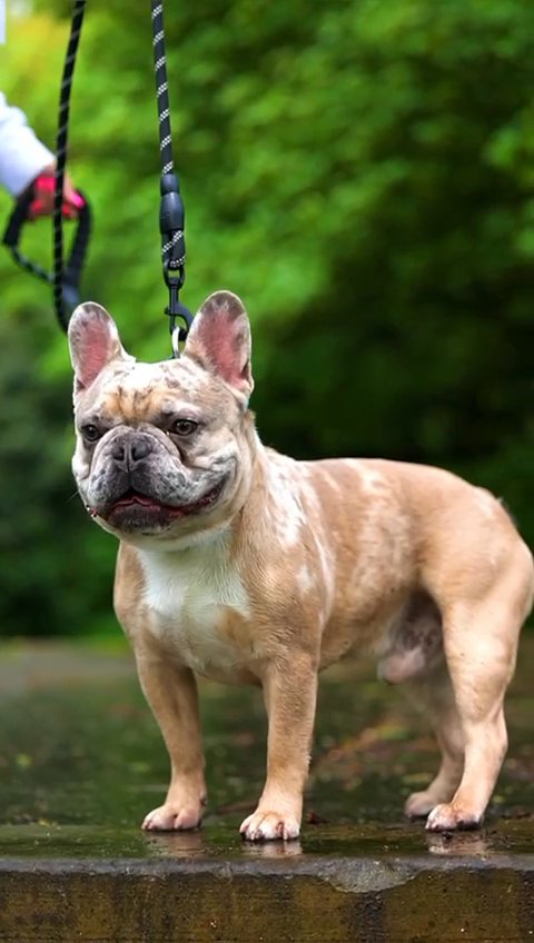 French bulldog stud in Surrey Heath