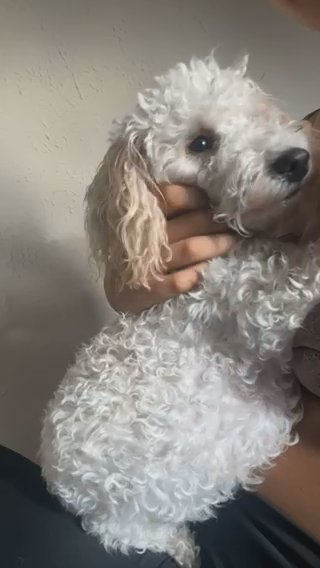 Mabel The Toy Poodle in London