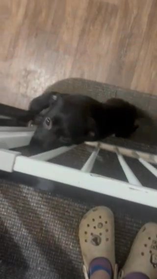 Labrador Puppy in Kingston upon Hull