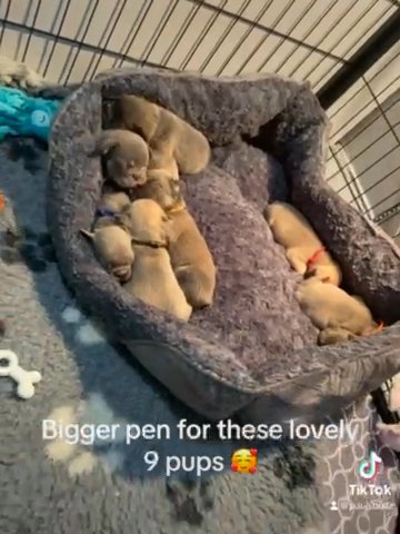 French Bulldog Pups, Standard, Rope And Fluffy in Basildon