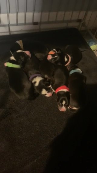 Collie Pups  1 Left Ready To Go! in Blackpool