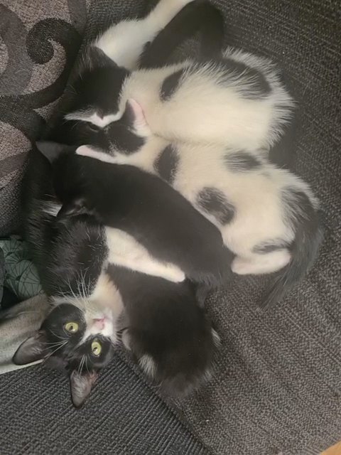 4 kittens ready for new home in London