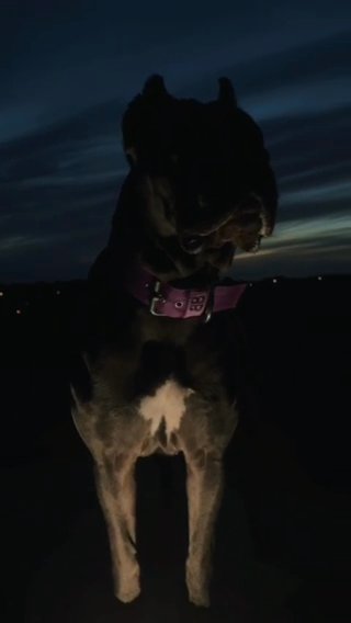 Cane Corso Puppies READY NOW! Reasonable Payment Plans in Manchester