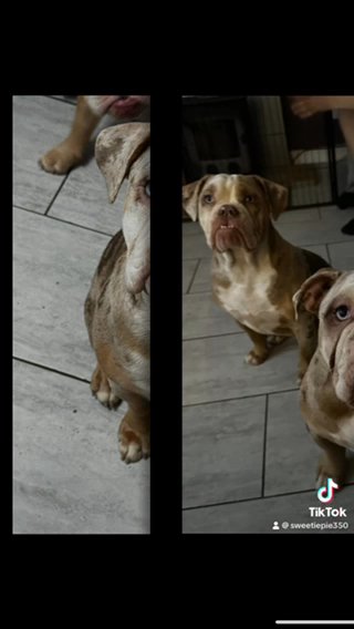 Olde English Bulldog in London